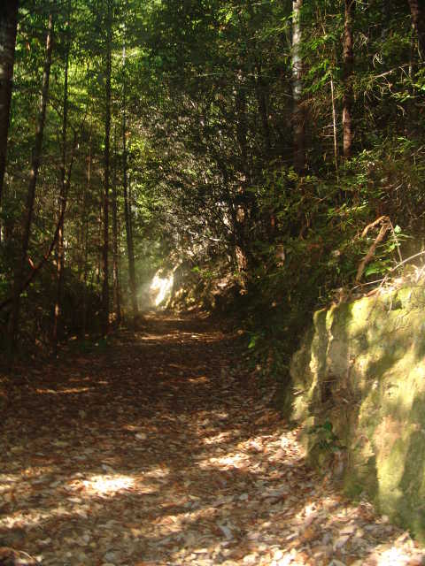Private Forest Path