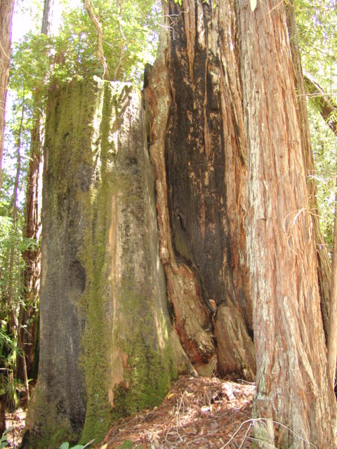 Old Growth