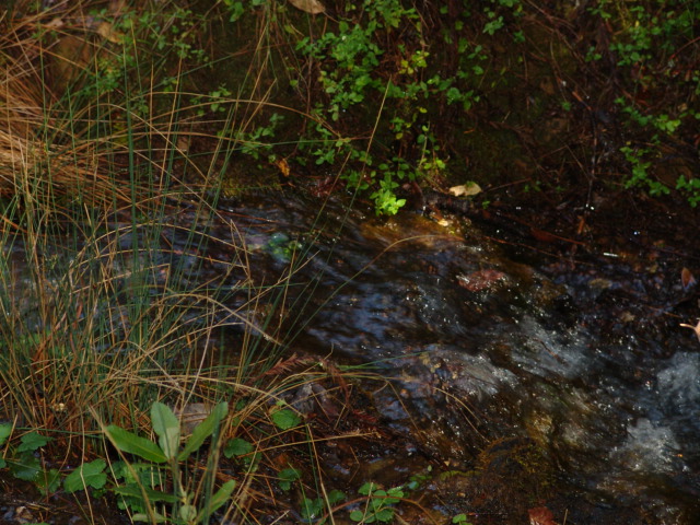 Babbling Brook